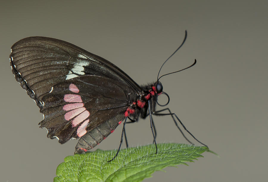 Cattle Heart Butterfly Photograph by Sean Allen