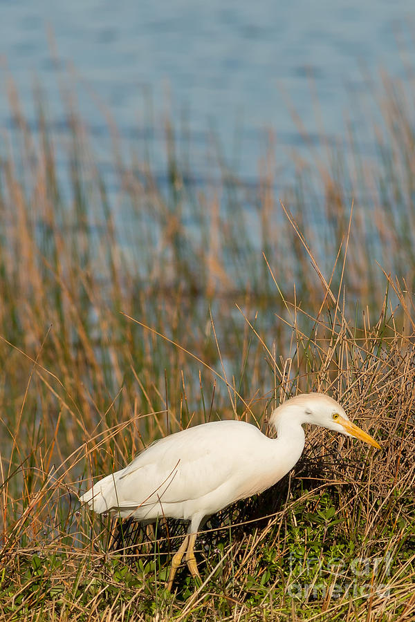 Everglades National Park Photograph - Cattle Heron by Natural Focal Point Photography