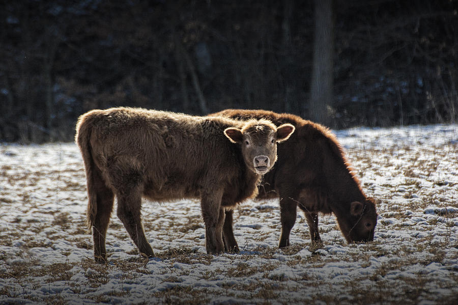 Cattle in a Snow Covered Pasture Photograph by Randall Nyhof