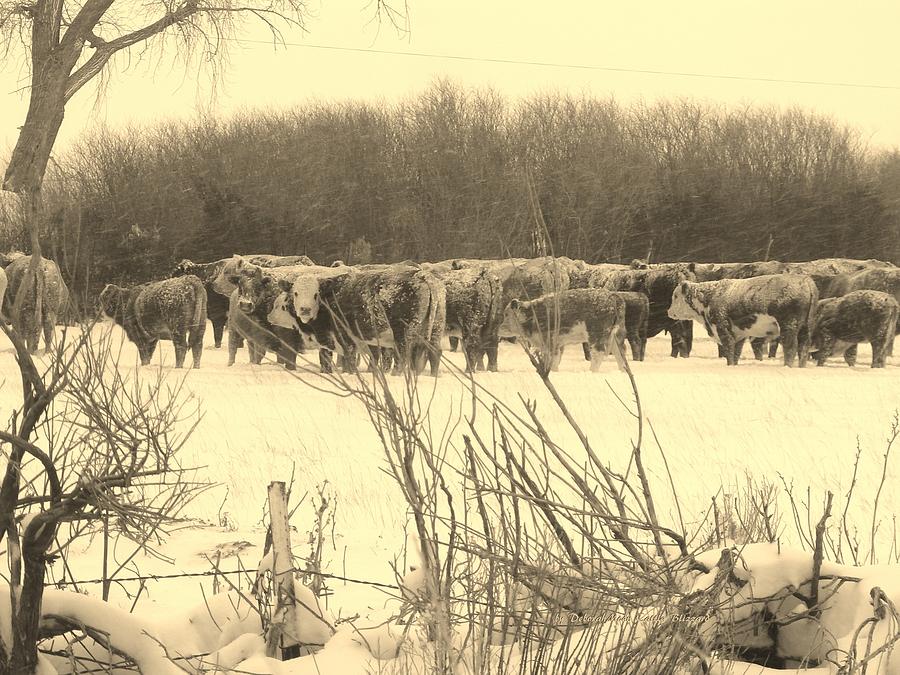 Winter Photograph - Cattle In Blizzard Cedar City Utah by Deborah Moen