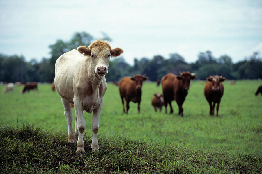 Cattle In Field Photograph by Holger Leue