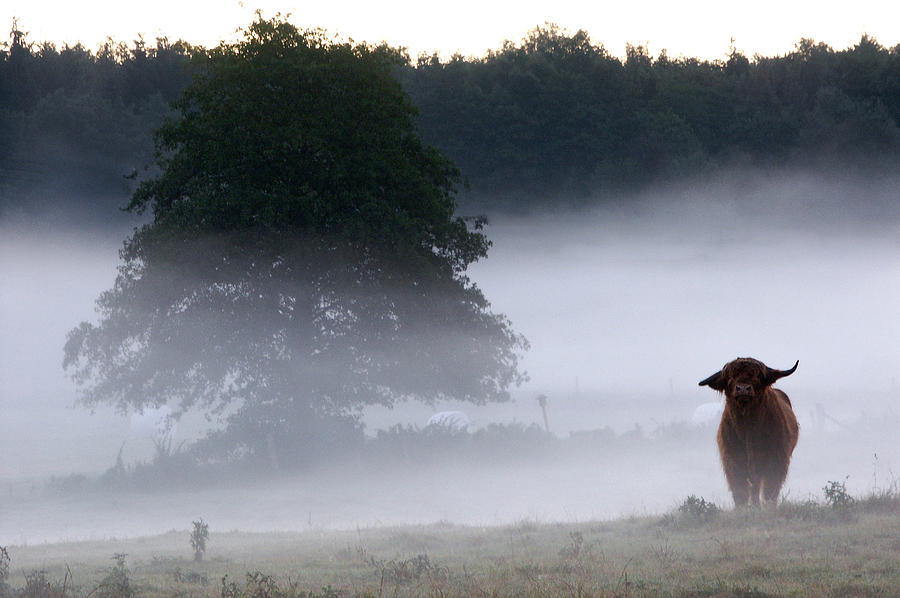 Nature Photograph - Cattle in Morning Mist by Jay Evers