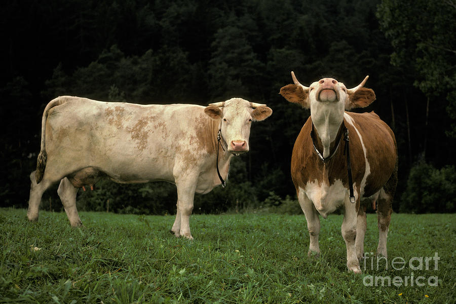 Cattle In Northern Italy Photograph by Ron Sanford