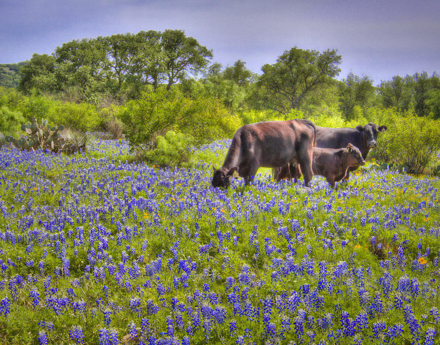 Cattle in the Bluebonnets Photograph by David and Carol Kelly