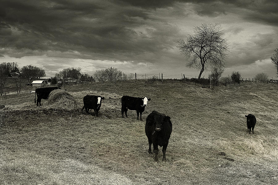 Cattle in the Winter Pasture Series Image 2 Photograph by Gray  Artus
