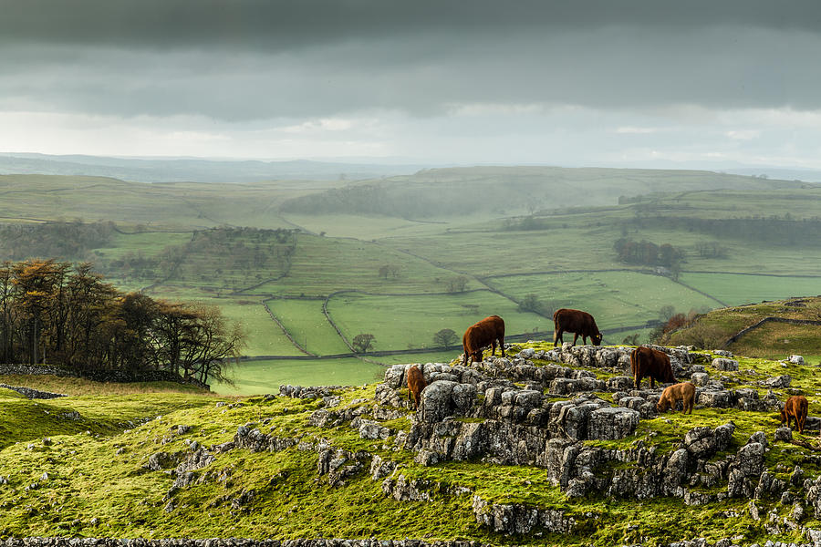 Cattle in the Yorkshire Dales Photograph by Sue Leonard