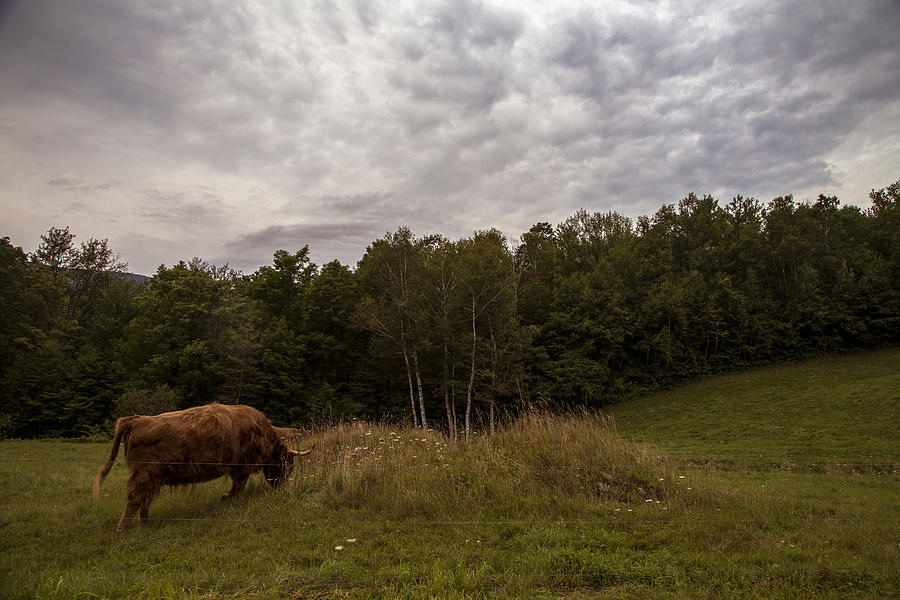 Cattle in Vermont  Photograph by John McGraw