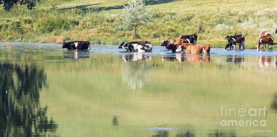 Cattle in water pond Photograph by Jivko Nakev