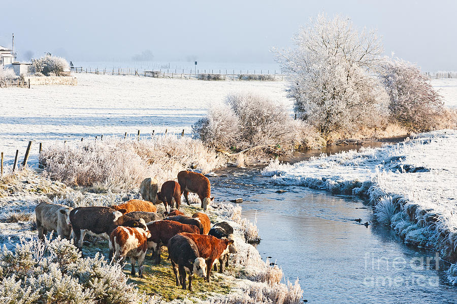 Cattle in winter Photograph by Liz Leyden