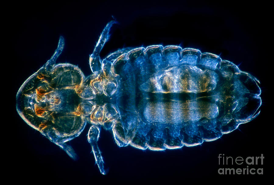Cattle Louse Photograph by David M. Phillips
