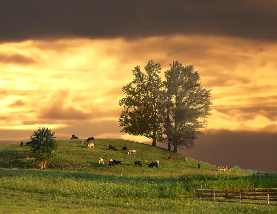 Cattle on a Hill Photograph by Randall Branham