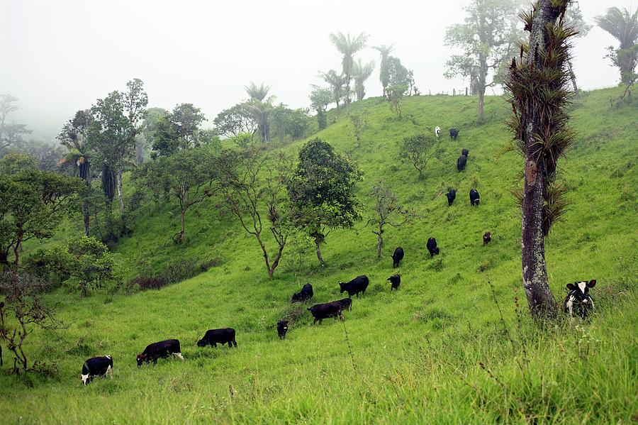 Cattle On Deforested Land Photograph by Dr Morley Read/science Photo Library