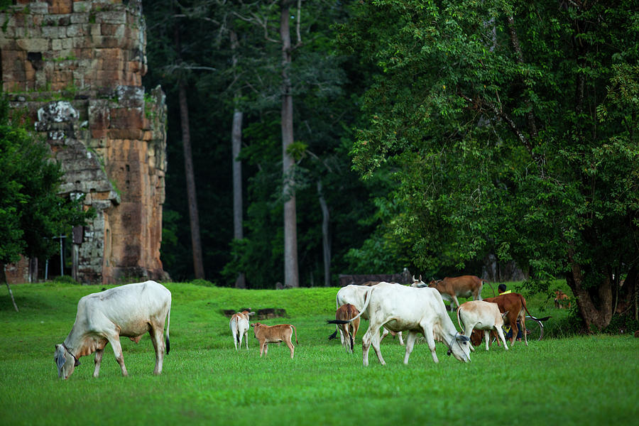 Cattle On The Grass Photograph by Greenlin
