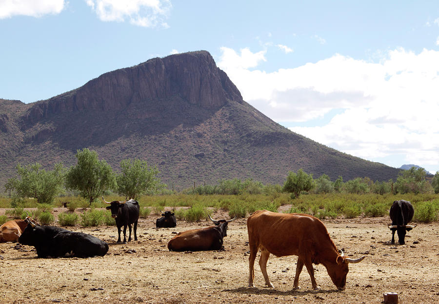 Cattle On The Ranch Photograph by Mark Polott Cattle On The Ranch Photograph by Mark Polott