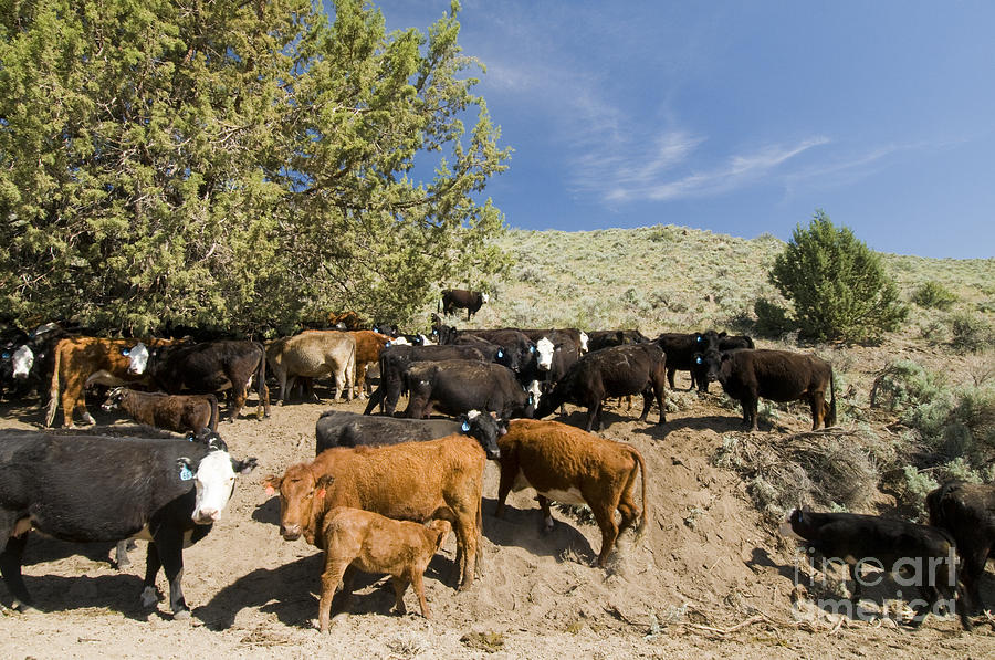 Cattle Overgrazing Photograph by William H. Mullins - Pixels