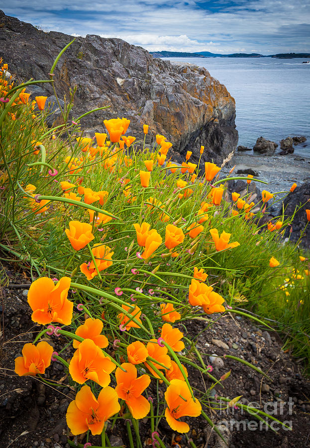 Flower Photograph - Cattle Point Poppies by Inge Johnsson