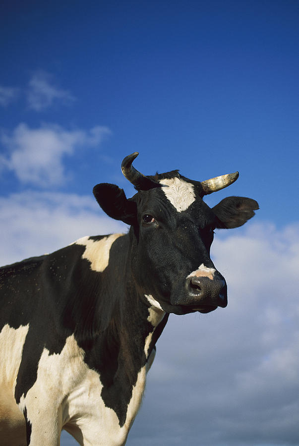 Cattle Portrait Europe Photograph by Konrad Wothe