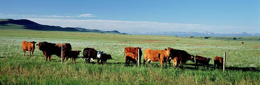 Cattle Ranch Alberta Canada Photograph by Animal Images - Pixels