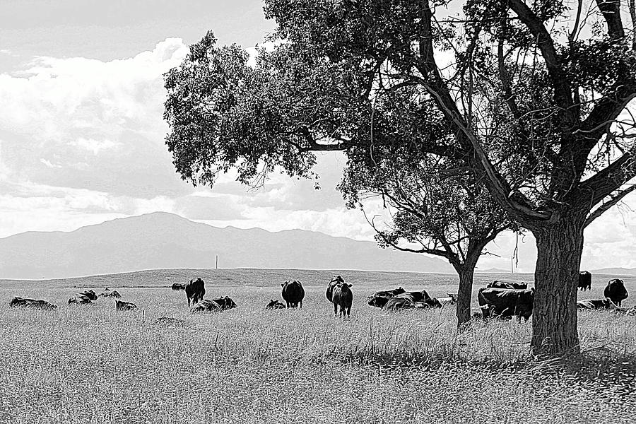 Cattle Ranch In Summer Photograph by Clarice Lakota