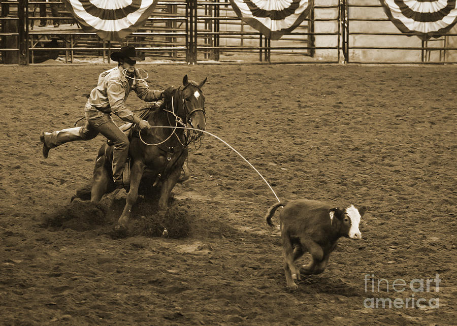 Horse Photograph - Cattle Roping in Colorado by Janice Pariza