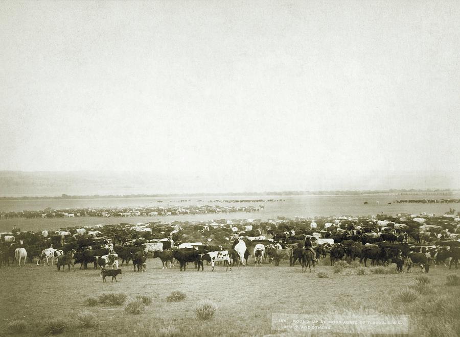 Cattle Round-up Photograph by Library Of Congress/science Photo Library ...