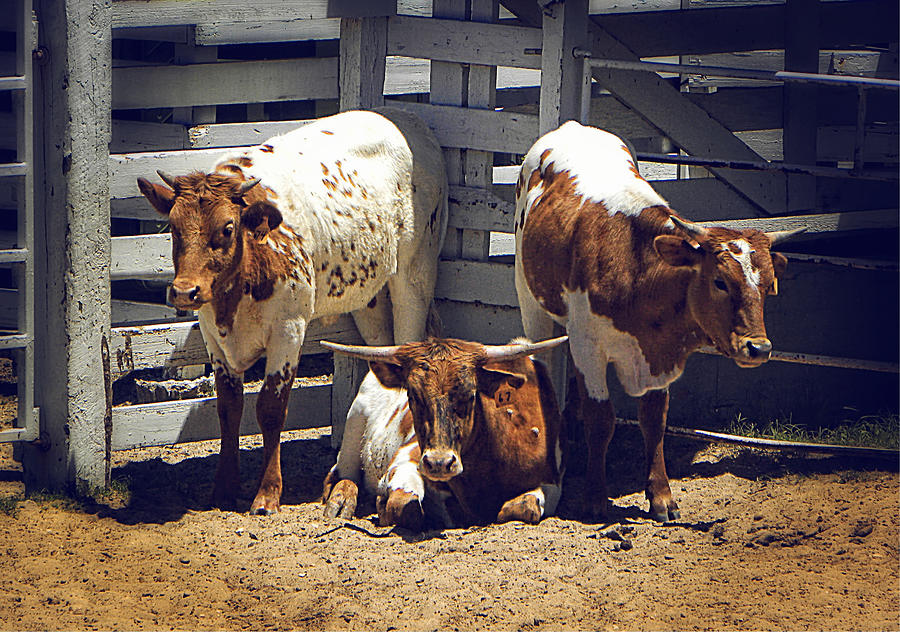 Cattle Photograph by Savannah Gibbs