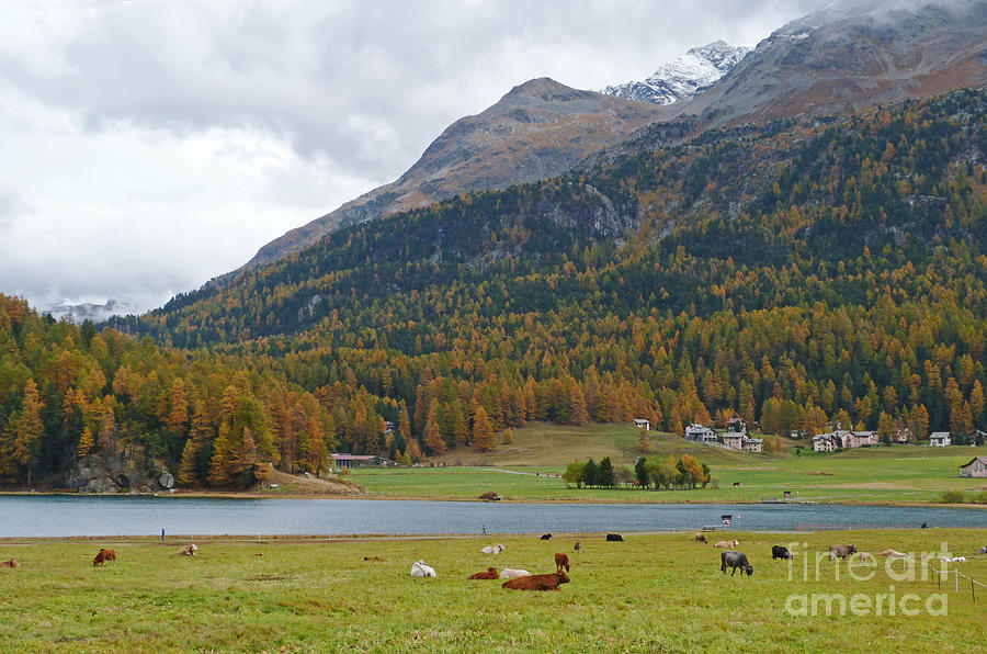 Autumn at Silvaplanersee near St. Moritz - Switzerland Photograph by Phil Banks