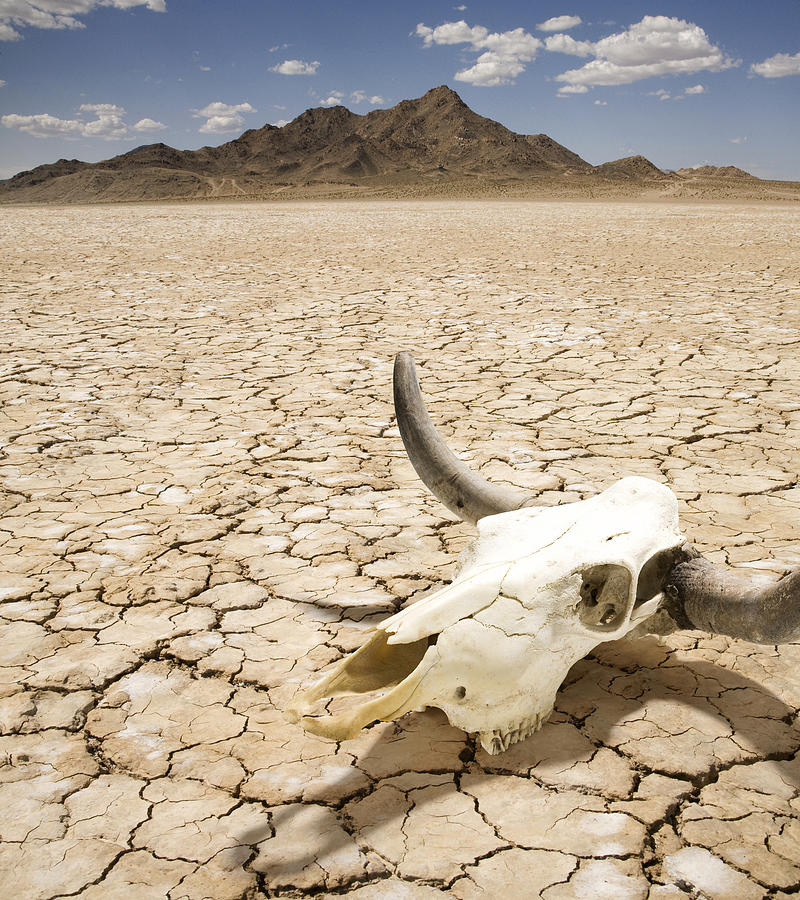 Cattle Steer Skull on Dry Desert Land Photograph by Byllwill