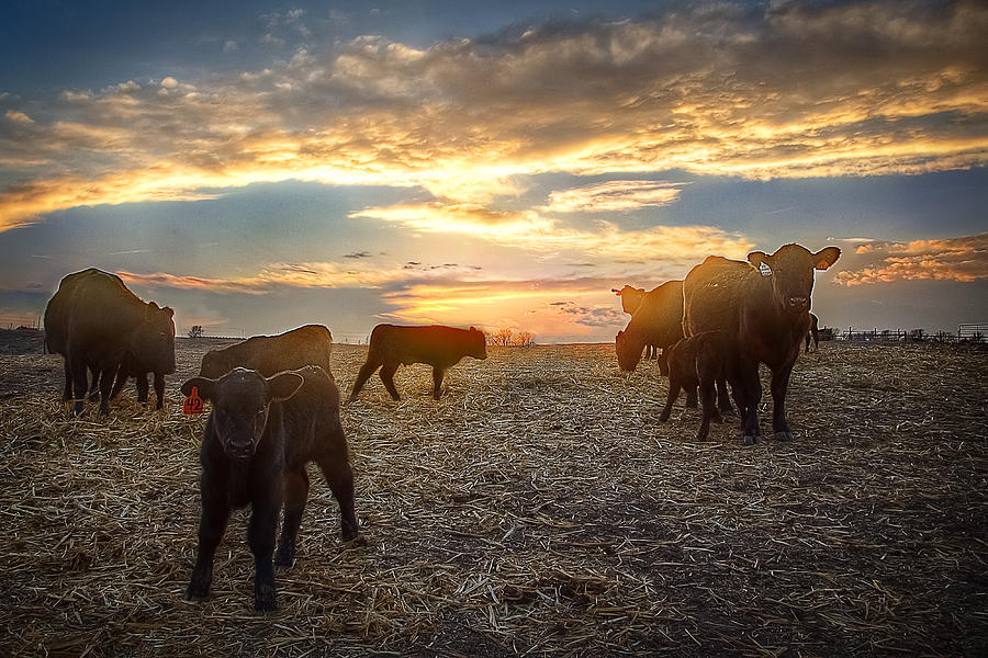 Cattle Sunset 2 Photograph by Thomas Zimmerman