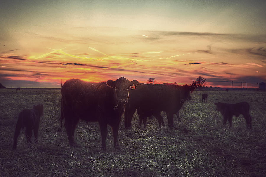 Sunset Photograph - Cattle Sunset by Thomas Zimmerman