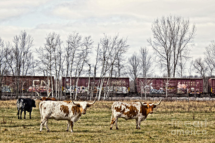 Cattle Train Photograph by Ms Judi