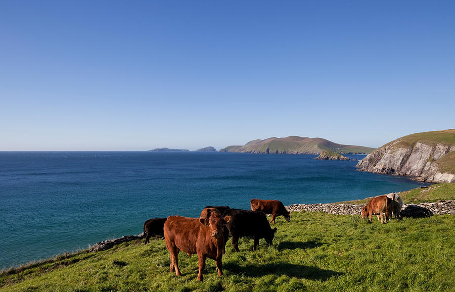 Color Image Photograph - Cattle With Distant Blasket Islands by Panoramic Images