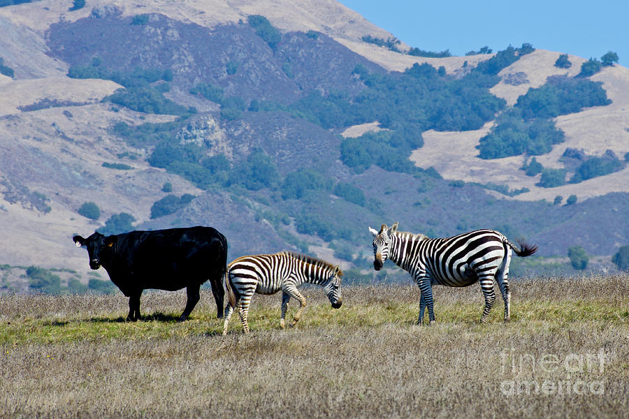 Zebra Photograph - Cattle Zebra 5.1415 by Stephen Parker