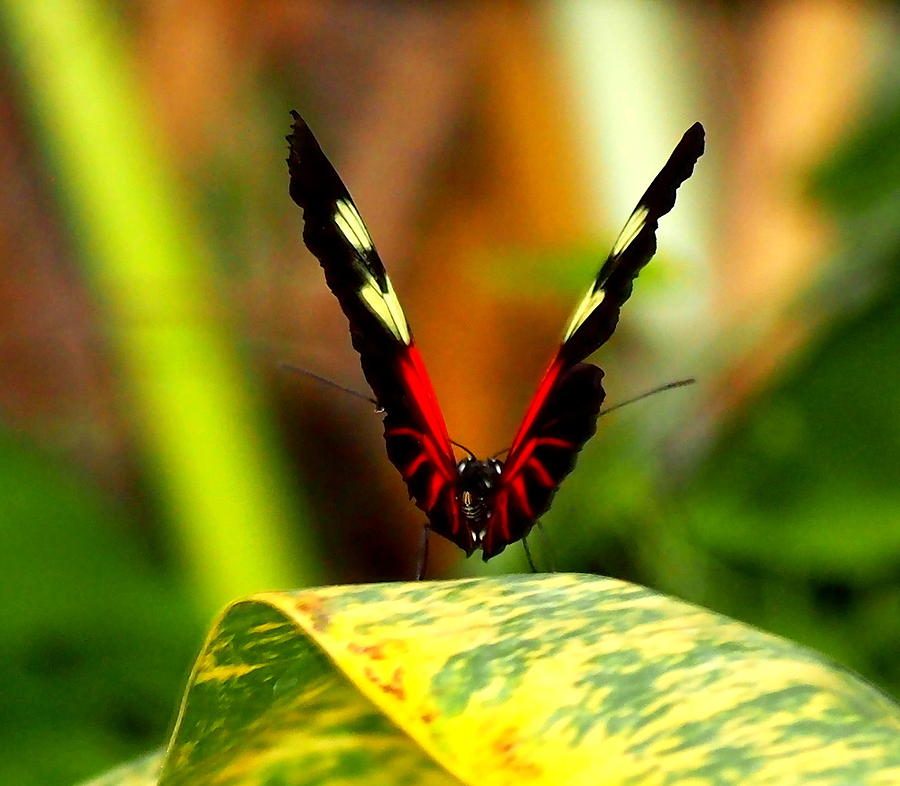 Cattleheart Butterfly  Photograph by Amy McDaniel