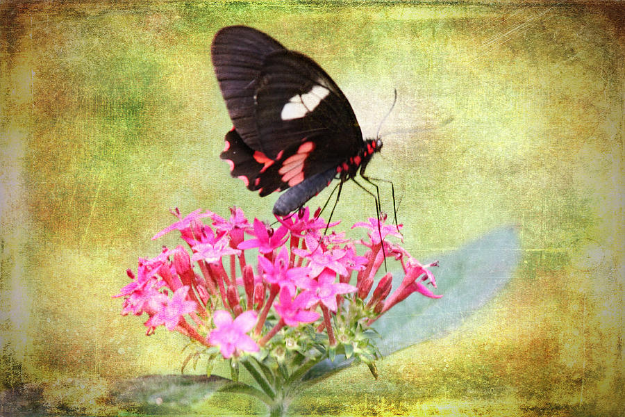 Butterfly Photograph - Cattleheart Butterfly Textured by Laura Duhaime