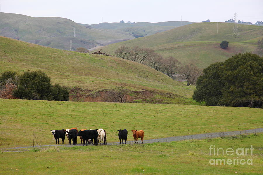 Cattles at Fernandez Ranch California - 5D21062 Photograph by Wingsdomain Art and Photography