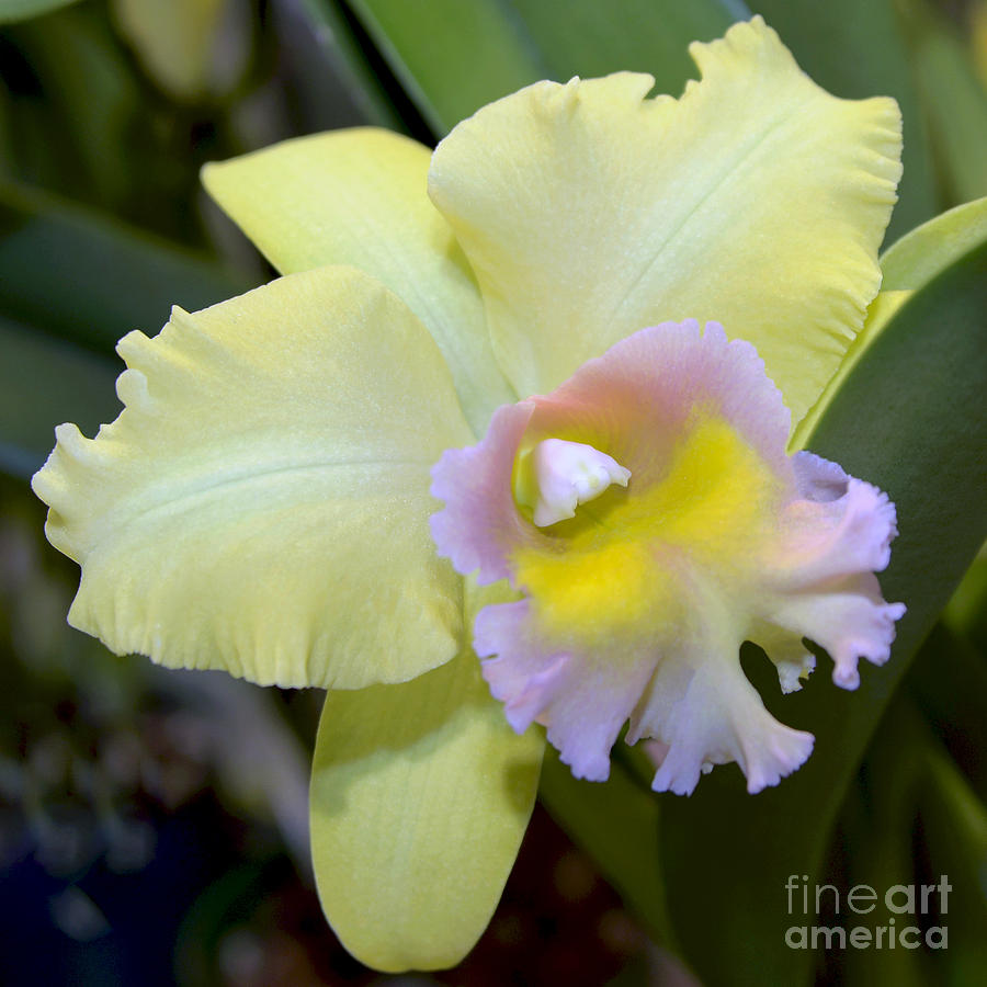 Orchid Photograph - Cattleya 2457 by Terri Winkler