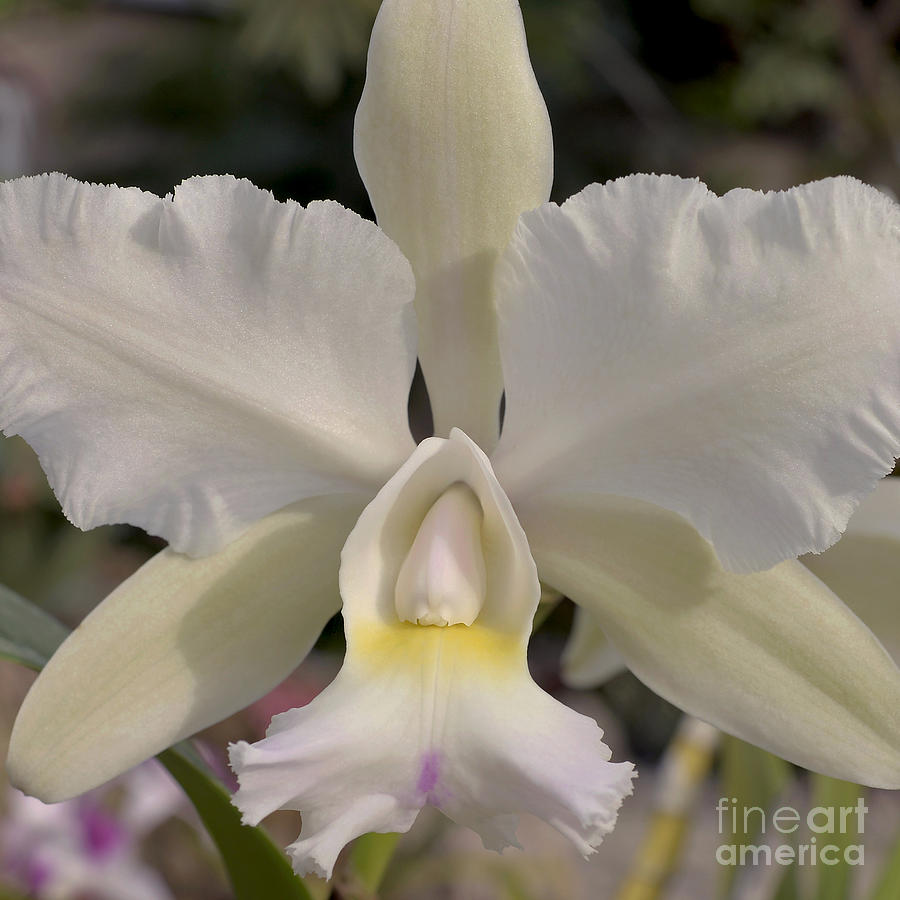 Orchid Photograph - Cattleya 6367 by Terri Winkler