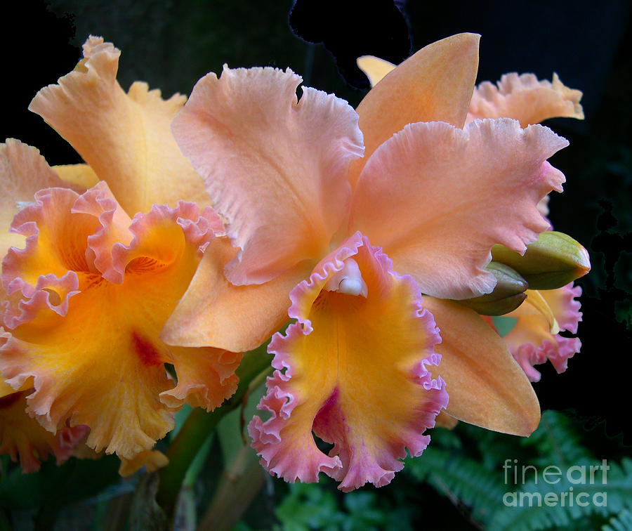 Orchid Photograph - Cattleya  by Addie Hocynec