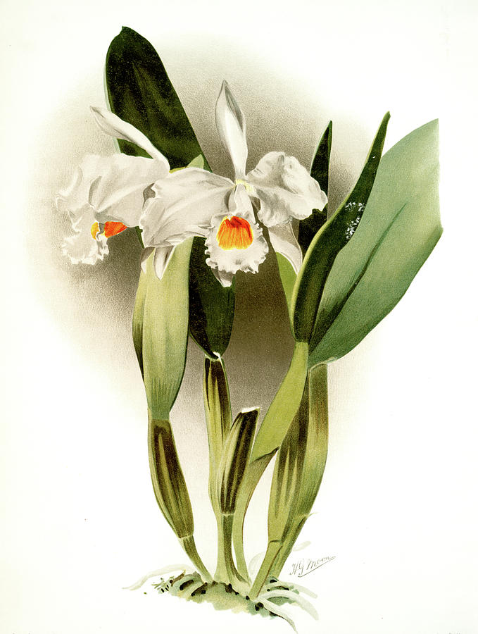 Cattleya Eldorado Crocata, Sander, F. Frederick Drawing by Artokoloro ...