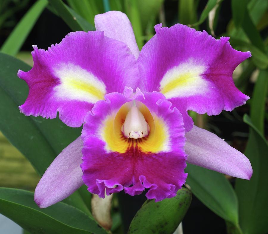 Are All Orchids Hybrids 