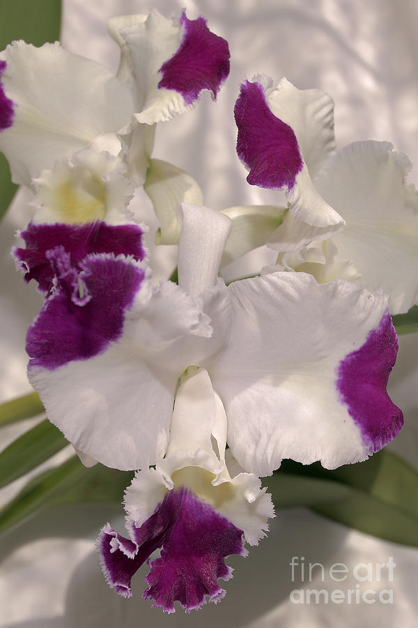 Orchid Photograph - Cattleya Moscombe The King 1450 by Terri Winkler