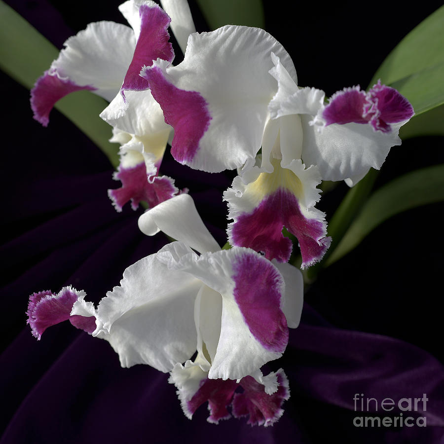 Orchid Photograph - Cattleya Moscombe The King 6906 by Terri Winkler