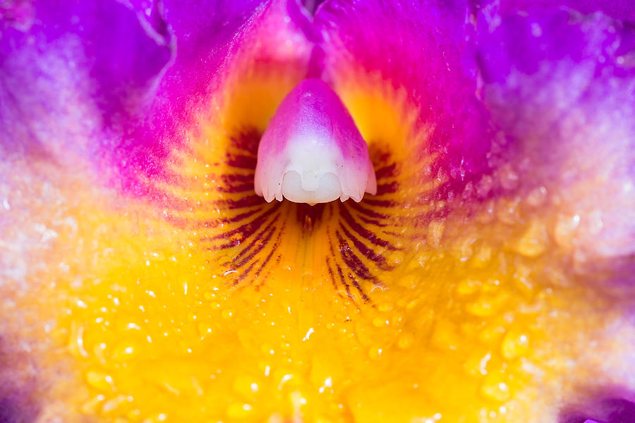 Cattleya Orchid 1 Photograph by Leigh Anne Meeks