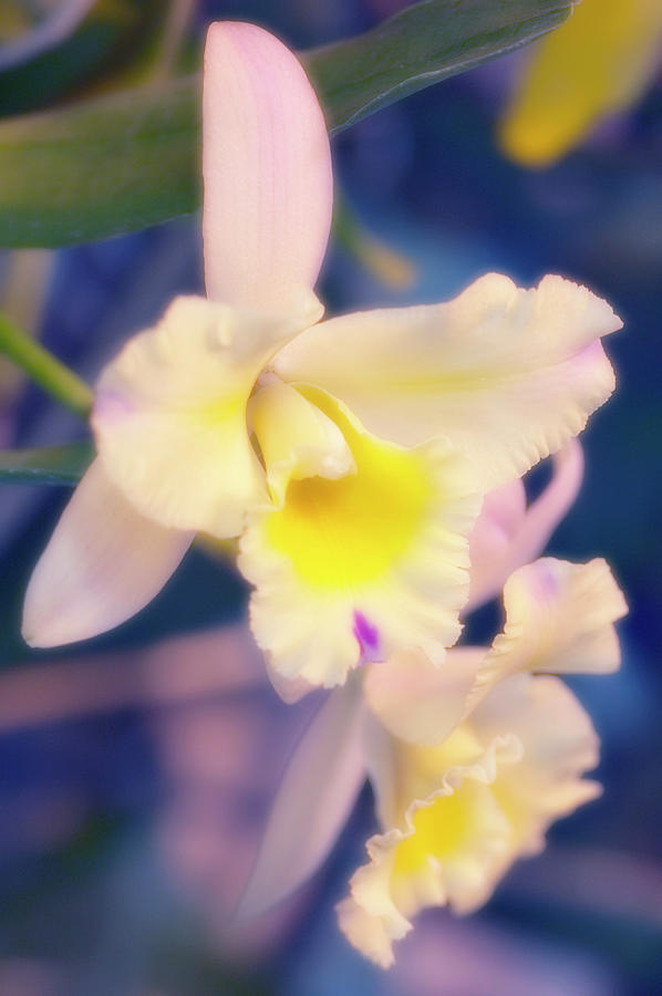 Orchid Photograph - Cattleya Orchid (cattleya Hybrid) by Maria Mosolova/science Photo Library