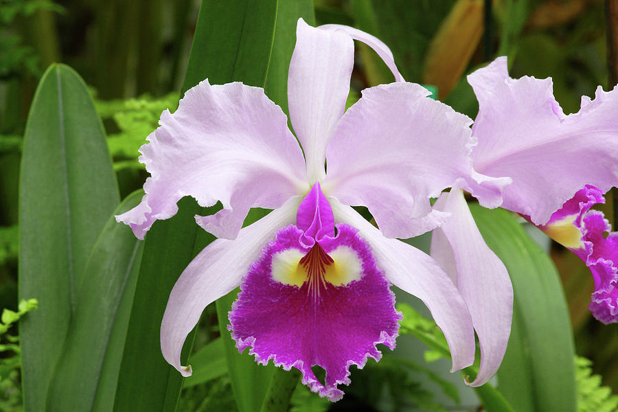 Cattleya Orchid (cattleya Trianaei 'b') Photograph By Neil Joy/science ...