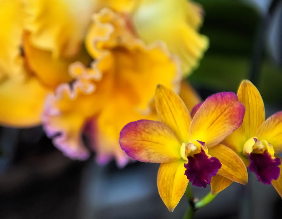Cattleya Orchid Photograph by Flees Photos