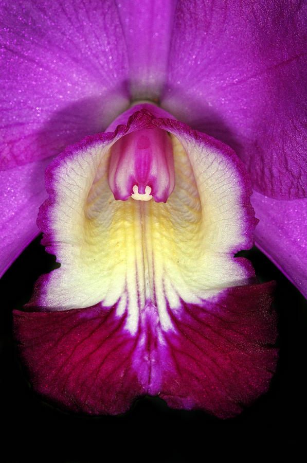 Cattleya Orchid Closeup Photograph by Dave Mills