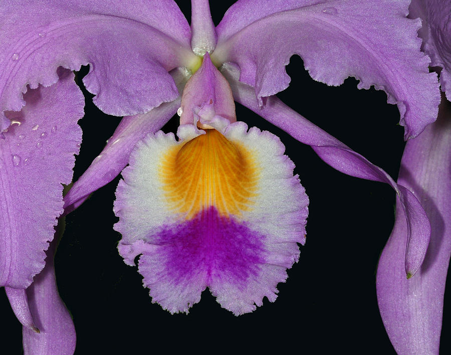 Cattleya Orchid Photograph by Dave Mills