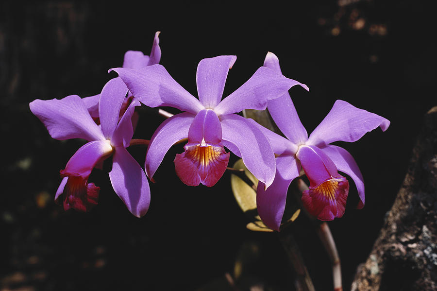 Cattleya Orchid Flowers Photograph by Karl Weidmann